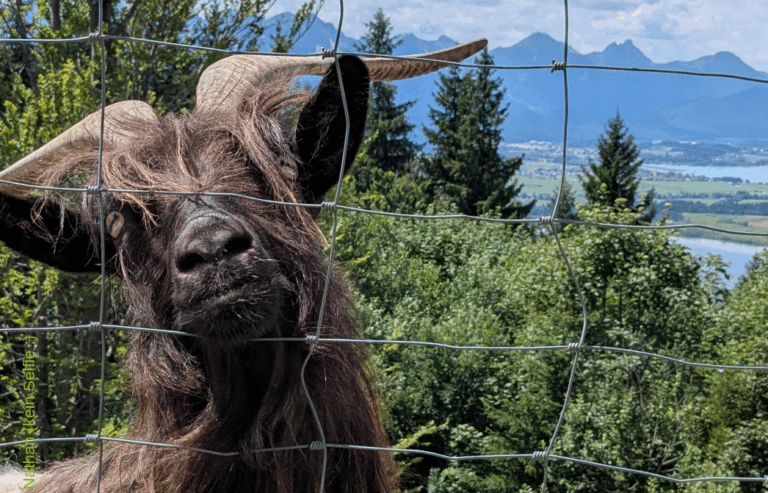 „Rettet die Berge“ – Kein Rückschritt beim Alpenschutz!